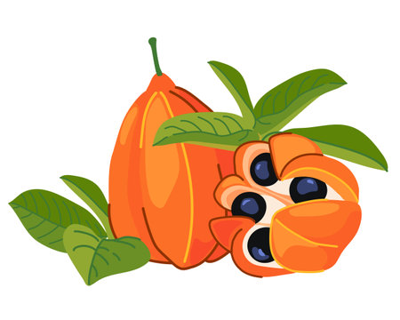 Ackee (Blighia sapida, ackee). Tropical fruits are the national symbol of Jamaica. Vector illustration in flat style.のイラスト素材