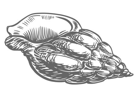 Sea shell on a white background. Vector linear illustration with engraving effect. Clipart in vintage style for nautical design.のイラスト素材