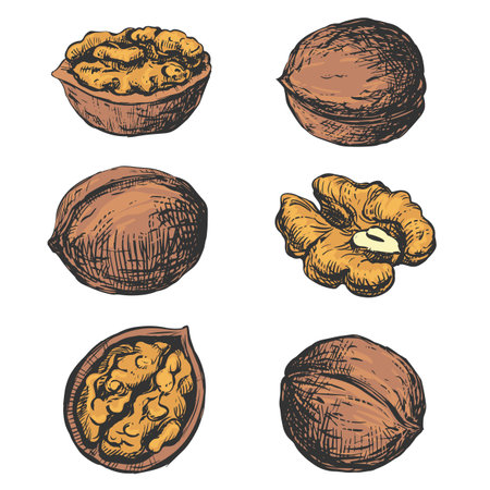 Hand drawn sketch of walnuts vector illustration. Opened walnut kernel, shell sketch icons. Fresh organic products, oil. Colored drawing of a nut. Isolated on white background.のイラスト素材