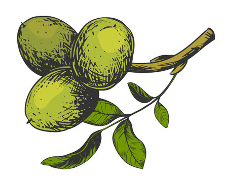 Walnuts hand drawn. Branch with leaves and ripe nuts. Vector illustration in color engraving technique. Ingredient for nut paste, oil, Nocino liqueur. For packaging design. Linear ink drawing.のイラスト素材