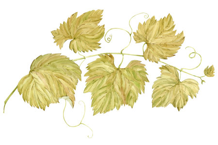 Watercolor grape leaves, branch on white background. Vineyard celebration, organic berry, wine season. Clipart for restaurant, menu, wine packaging.の写真素材