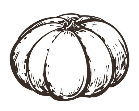 Vector sketch of pumpkin in engraving style. Hand drawn autumn vegetable. Vintage thanksgiving design element. Whole gourd linear ink drawing.のイラスト素材