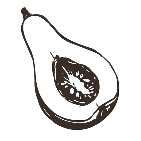 Vector sketch of half pumpkin in engraving style. Hand drawn piece of autumn vegetable. Vintage thanksgiving design element. Linear ink drawing.のイラスト素材