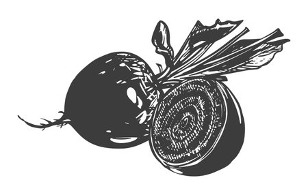 Composition of a whole beetroot and a half. Line sketch in the style of engraving. Root vegetable rich in glands. Vector sketch in black ink.のイラスト素材