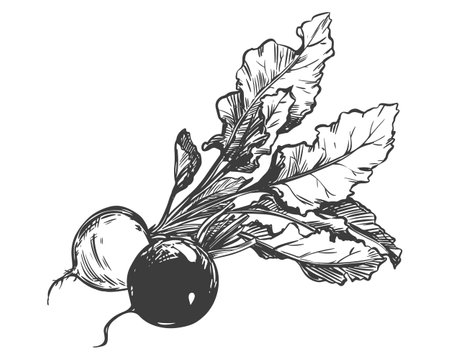 Beetroot composition. Linear sketch in engraving style. Root vegetables lie on the table. Vector sketch in black ink.のイラスト素材