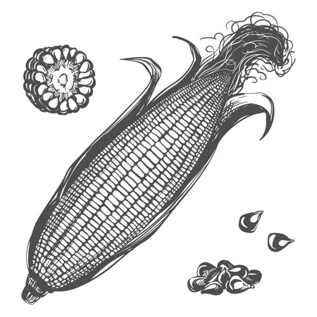 Corn vector set. Line sketch of whole maize cob with leaves, pieces and kernels lying on table. Old drawing in retro engraving style. Hand drawn realistic ink sketch. Popcorn line drawing.のイラスト素材