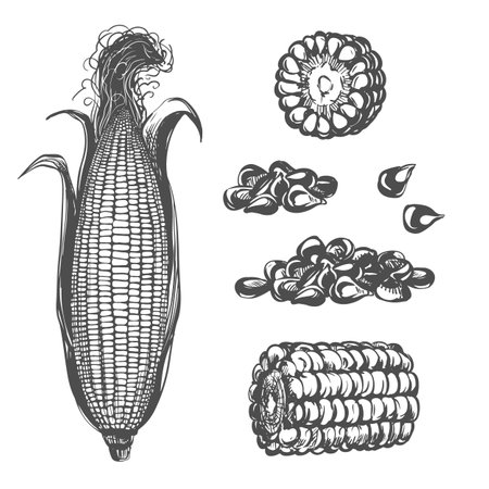 Corn vector set. Line sketch of whole maize cob with leaves, pieces and kernels lying on table. Old drawing in retro engraving style. Hand drawn realistic ink sketch. Popcorn line drawing.のイラスト素材