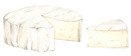 Watercolor food clip art. White brie or camembert Italian, French soft cheese. Exquisite snack for wine. Cut piece and whole head of cheese.の写真素材
