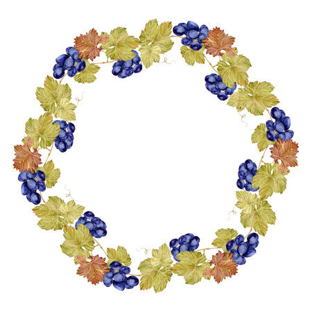 Watercolor wreath of grapevine with blue berries. Round frame of pink grapes and leaves. Autumn design for wedding decoration in rustic style. Label for red wine, juice. Clipart for restaurant menu.の写真素材