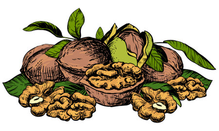 Hand drawn sketch vector illustration of walnuts. Composition of open walnut kernel, whole walnut lying on table. Fresh organic food, oil. Drawing of nut in stele of colored engraving.のイラスト素材