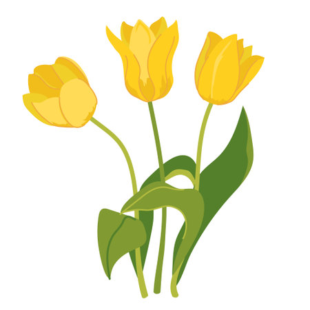 Beautiful bouquet of yellow tulips isolated on white background. Bouquet of spring flowers, gift for International Womens Day or Mothers Day. Colorful vector illustration in flat style.のイラスト素材