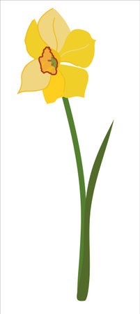 Spring flower isolated and on white background. Yellow daffodil with green leaf in flat style. Narcissus cardboard vector illustration.のイラスト素材