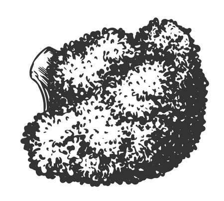 Vector sketch of broccoli lying on a table. Hand-drawn ink drawing of cabbage, imitation of old engraving technique. Black and white drawing of cauliflower on a white background.のイラスト素材