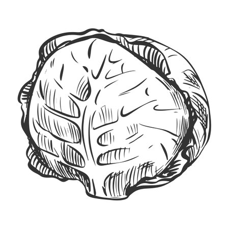 Vector sketch of cabbage. Hand drawn whole head of cabbage, imitation of old engraving technique. Black and white drawing of healthy farm vegetable on white background.のイラスト素材