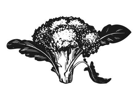 Vector sketch of broccoli. Hand-drawn ink drawing of cabbage, imitation of old engraving technique. Black and white drawing of cauliflower head with leaves on white background.のイラスト素材