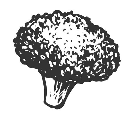 A piece of Broccoli lies on the table. Vector sketch of cabbage, imitation of old engraving technique. Black and white ink drawing. Cauliflower on a white background.のイラスト素材