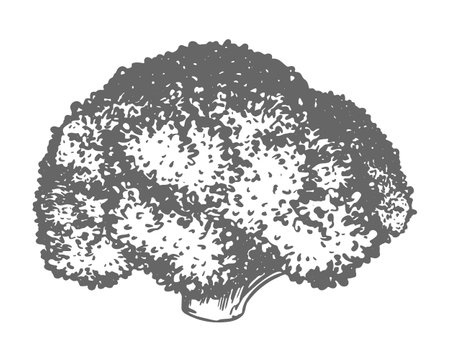 Vector sketch of broccoli. Hand drawn ink drawing of cabbage, imitation of old engraving technique. Black and white drawing of healthy farm vegetable on white background.のイラスト素材