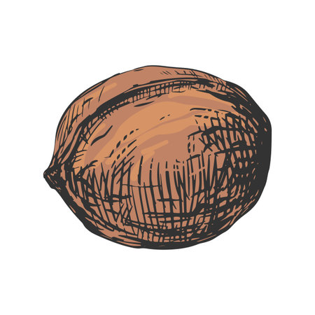 Hand drawn sketch vector illustration of walnut. Whole ripe nut in shell. Imitation of color engraving.のイラスト素材