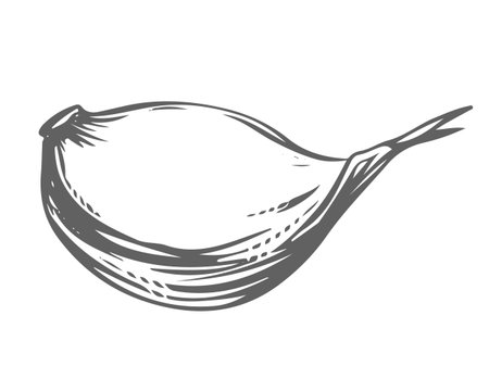 Vector sketch of a garlic clove, hand drawn. Garlic in engraving style. Detailed drawing of a fragrant seasoning. Farmers market product. Great for menu, label, badge.のイラスト素材