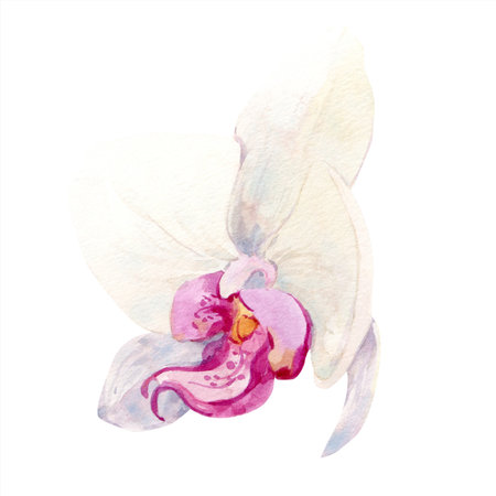 Orchid flower white with pink center. Watercolor illustration of tropical summer flower for wedding invitations and cruise party decoration. Exotic phalaenopsis, botanical illustration.の写真素材