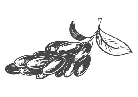 Line sketch of a barberry. Vector illustration of the sour berry. Imitation of an old engraving. A barberry branch lies on a table.のイラスト素材