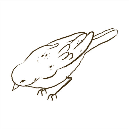 Sketch of a Japanese nightingale pair isolated on a white background. Black and white vector graphics of Uguisu. Vector lineart drawing in ink.のイラスト素材