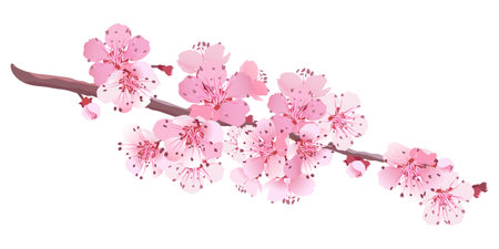 Sakura is a symbol of love on a white background. Blooming branch of Japanese cherry. Design for any purpose. Realistic illustration. A romantic concept for a mothers day gift. Retro style.のイラスト素材