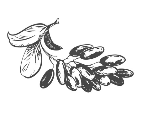 Berberis vulgaris, also known as the common barberry. Line sketch of the sour berry. Vector illustration. Imitation of an old engraving. A barberry branch lies on a table. Line sketch.のイラスト素材