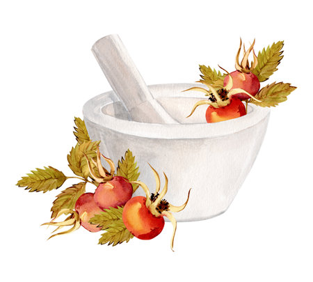 A white ceramic mortar for herbs and spices. Watercolor rosehip branch, berries, and green leaves. Instrument for laboratory, pharmaceutical, and cosmetic production. Clipart for a herbal tea label.の写真素材