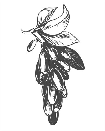 Barberry linear sketch. Vector illustration of a sour berry. Imitation of an old engraving. A hanging branch with berries. Line drawing.のイラスト素材