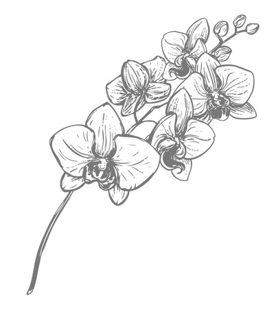 Vector ink drawing of orchid branch. Illustration of a tropical summer flower for wedding invitations and cruise party decorations. Exotic phalaenopsis, botanical lineart illustration. Engraved effectのイラスト素材