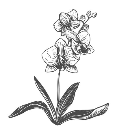Phalaenopsis orchid plant with flowers, leaves, and buds. Vector orchid. Black ink drawing imitating an engraving. Line art illustration of an exotic flower. Bouquet in a tropical forest.のイラスト素材