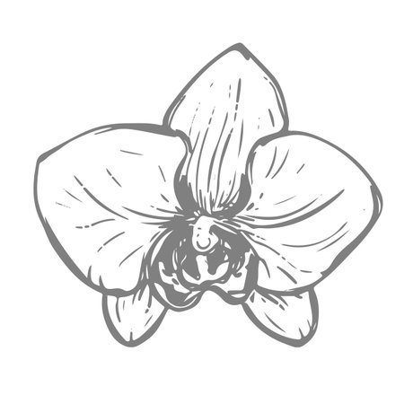 White orchid ink drawing. Vector illustration of a tropical summer flower for wedding invitations and cruise party decorations. Exotic phalaenopsis, botanical line illustration. Engraved effect.のイラスト素材