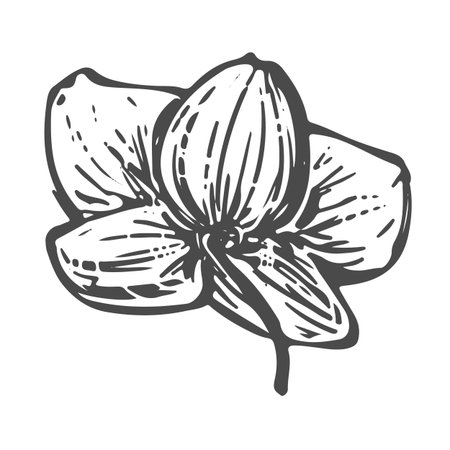 Vector drawing of a white orchid. Exotic phalaenopsis, back view. Engraved effect. Illustration of a tropical summer flower for wedding invitations and cruise party decorations. Line art in ink.のイラスト素材