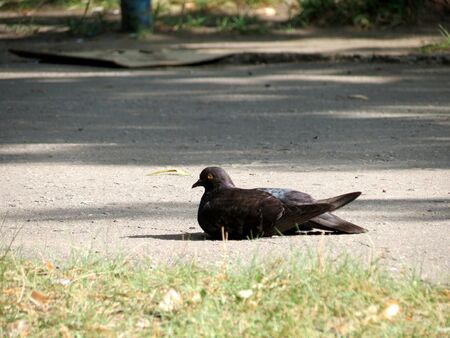 Pigeon sitting on the pavementの写真素材