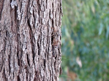 Cicada sitting on a tree trunkの写真素材