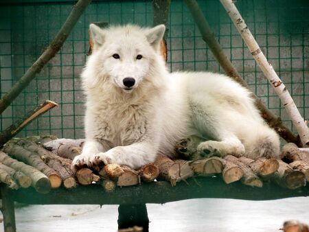 The white wolf is smiling. Zooの写真素材