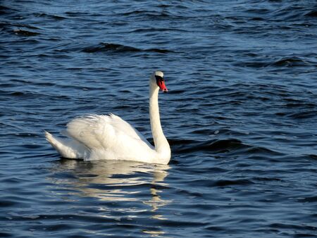 White Swan on the Sasyk lakeの写真素材