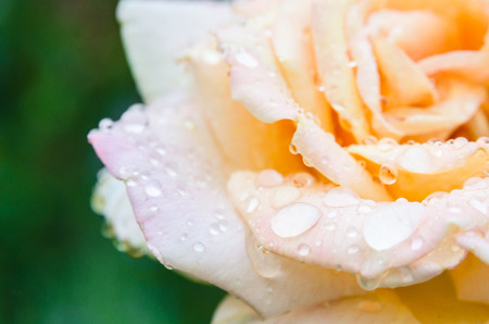 Rose flower with raindropsの写真素材