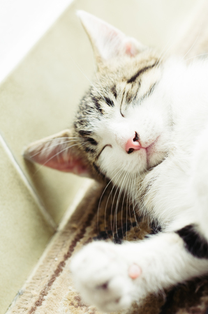 Cute little cat relax on the terraceの写真素材