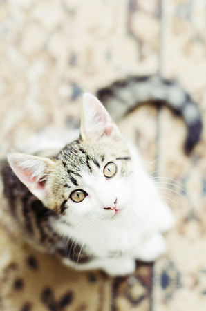 Cute little cat look up on the floorの写真素材