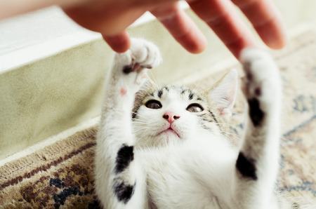 Cute little cat playing whith a man's handの写真素材