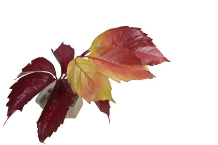 red and red and yellow autumn leaves stuck in a stoneの写真素材