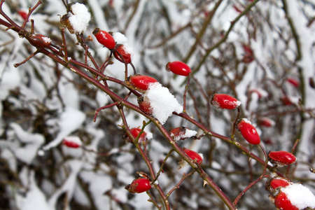 Close up of a snow covered branch with rose hipの写真素材