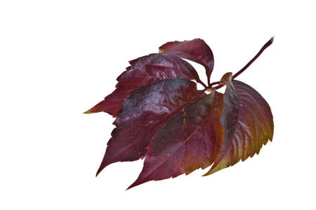 Freed single leaf on a white backgroundの写真素材