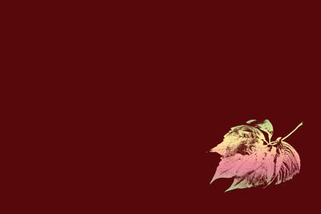 on a plain red background is a stylized autumn leafの写真素材