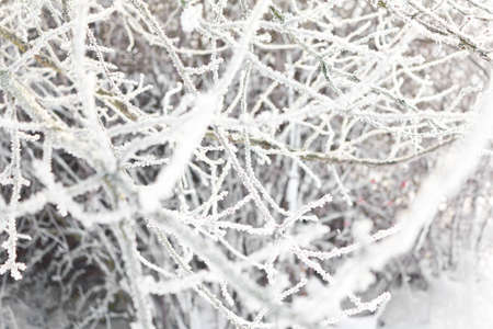 Winter scene with buttons and branches, which are covered by hoarfrostの写真素材