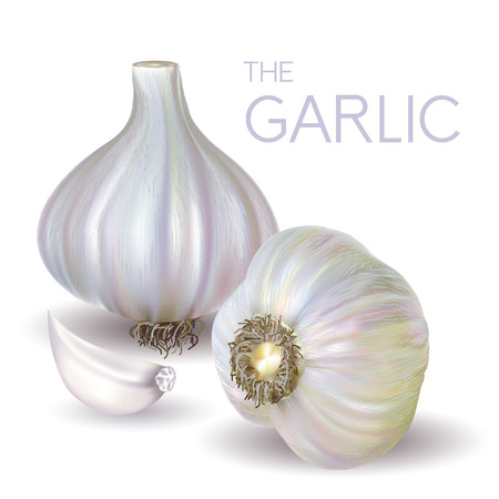 garlic bulb and slice isolated on white background. Vector illustration.のイラスト素材