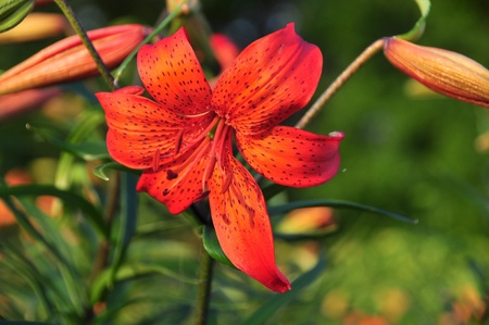Orange Tiger Lily flower with its bright vivid tepals which are a mixture of petals and sepals.の写真素材
