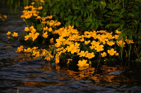 Yellow flowers half submerged in rippling flowing water with reflection.